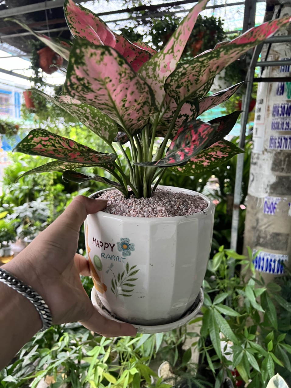 Cây Cảnh Bình Dương chuyên cung cấp các loại hoa cây cảnh với giá tốt !!!
