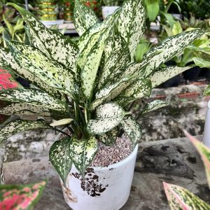 Cây Cảnh Bình Dương chuyên cung cấp các loại hoa cây cảnh với giá tốt !!!