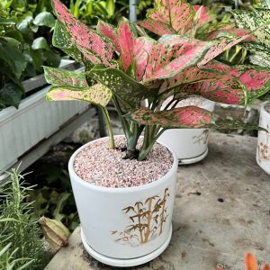 Cây Cảnh Dĩ An chuyên cung cấp các loại hoa cây cảnh với giá tốt !!!