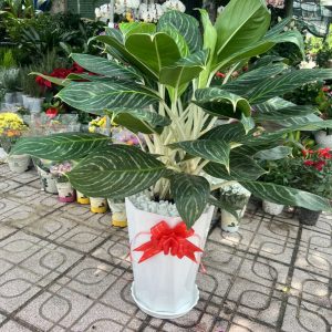 Cây Cảnh Dĩ An chuyên cung cấp các loại hoa cây cảnh với giá tốt !!!