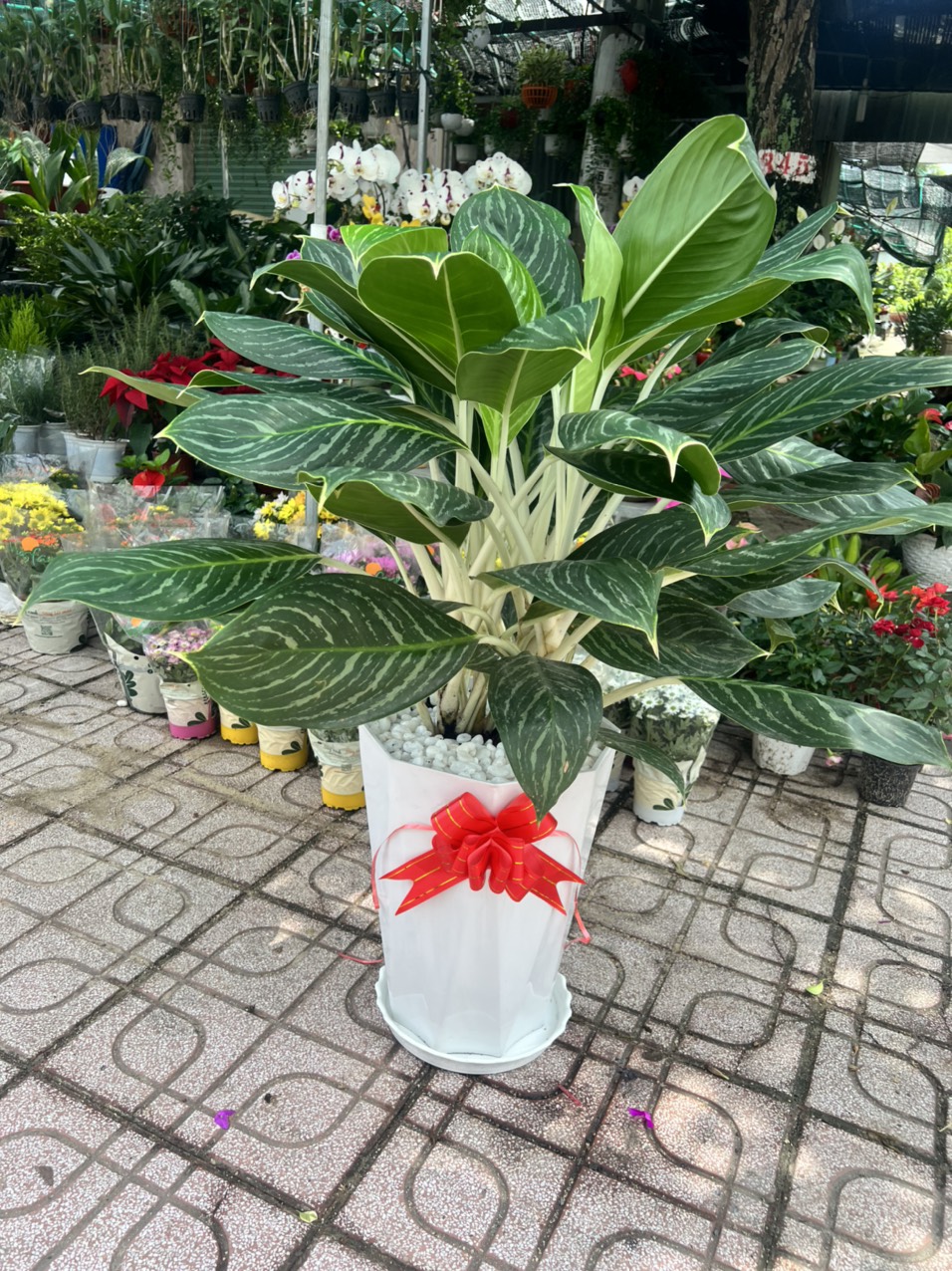 Cây Cảnh Dĩ An chuyên cung cấp các loại hoa cây cảnh với giá tốt !!!