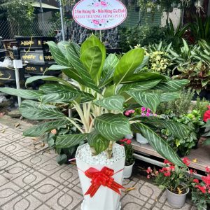 Cây Cảnh Dĩ An chuyên cung cấp các loại hoa cây cảnh với giá tốt !!!