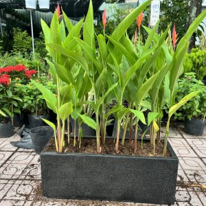 Cây Cảnh Dĩ An chuyên cung cấp các loại hoa cây cảnh với giá tốt !!!