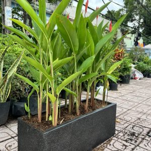 Cây Cảnh Dĩ An chuyên cung cấp các loại hoa cây cảnh với giá tốt !!!