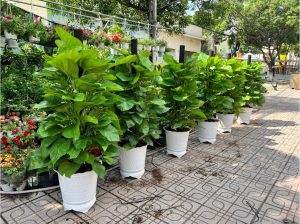 Cây Cảnh Bình Dương chuyên cung cấp các loại hoa cây cảnh với giá tốt !!!