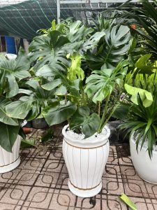 Cây Cảnh Dĩ An chuyên cung cấp các loại hoa cây cảnh với giá tốt !!!