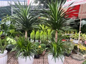 Cây Cảnh BinhDuong chuyên cung cấp các loại hoa cây cảnh với giá tốt !!!